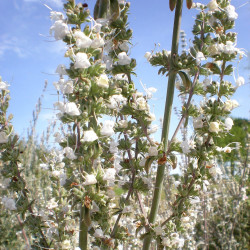 Salvia apiana de Consultaplantas, CC BY-SA 4.0, via Wikimedia Commons