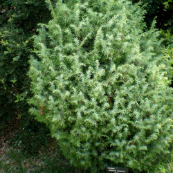 Juniperus communis de Consultaplantas, CC BY-SA 4.0, via Wikimedia Commons