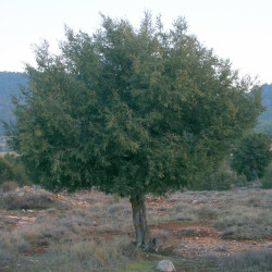 Juniperus thurifera de Lionni, Public domain, via Wikimedia Commons