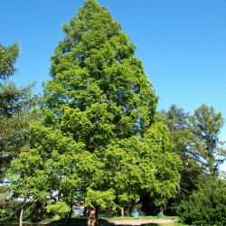Metasequoia glyptostroboides de Batsv, CC BY-SA 4.0, via Wikimedia Commons