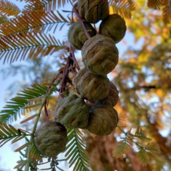 Metasequoia glyptostroboides female cones de William Coville, CC BY-SA 4.0, via Wikimedia Commons