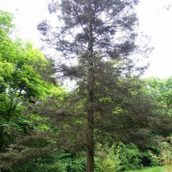 Picea likiangensis de Daderot, CC0, via Wikimedia Commons