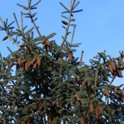 Picea likiangensis de S. Rae from Scotland, UK, CC BY 2.0, via Wikimedia Commons