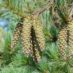 Pinus monticola de MPF, CC0, via wikimedia commons
