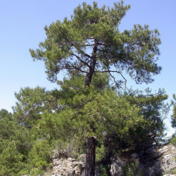 Pinus nigra salzmannii par Fritz Geller-Grimm Wikipedia