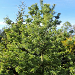 Pinus parviflora de Krzysztof Ziarnek, Kenraiz CC BY-SA 4.0, via Wikimedia Commons