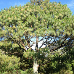 Pinus patula de tereso30, CC BY 4.0, via Wikimedia Commons