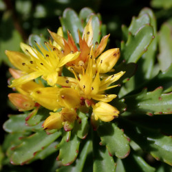 Sedum floriferum de Salicyna, CC BY-SA 4.0 via Wikimedia Commons