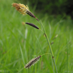Carex flacca de Robert Flogaus-Faust, CC BY 4.0, via Wikimedia Commons