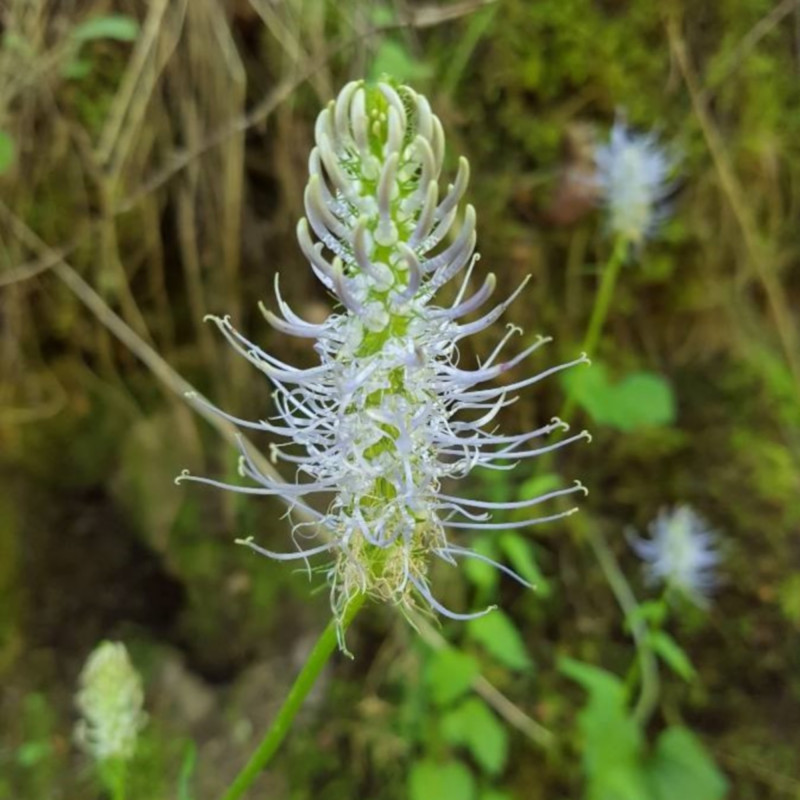 Phyteuma spicatum - Semences du Puy