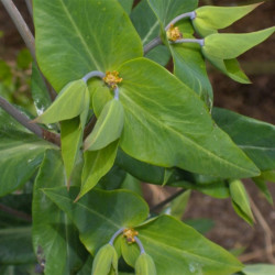Euphorbia lathyris de Jojan via Wikimedia Commons