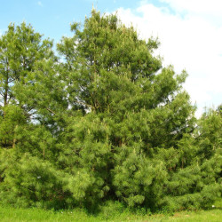 Pinus wallichiana de Crusier, CC BY 3.0, via Wikimedia Commons