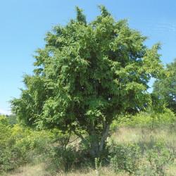 Carpinus orientalis de Dimìtar Nàydenov, CC BY-SA 3.0, via Wikimedia Commons