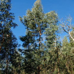 Eucalyptus globulus de H. Zell, CC BY-SA 3.0, via Wikimedia Commons