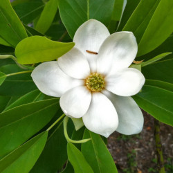 Magnolia virginiana de J E Theriot from houston, usa, CC BY 2.0, via Wikimedia Commons