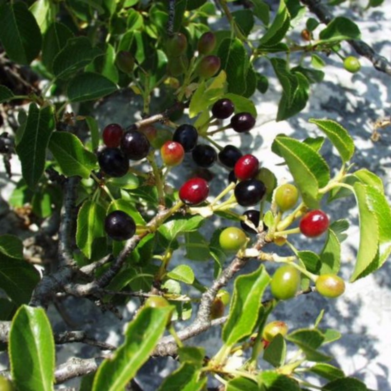 Graines de Cerisier de SainteLucie Semences de Prunus mahaleb — free download