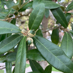 Quercus virginiana de KATHERINE WAGNER-REISS, CC BY-SA 4.0, via Wikimedia Commons
