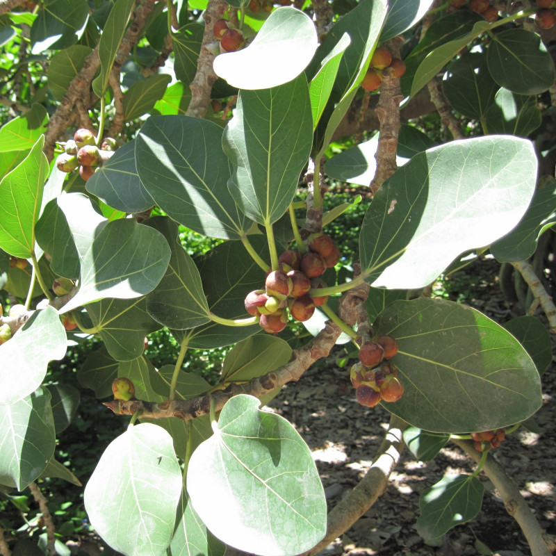 Ficus Benghalensis de Glmory, CC0, via Wikimedia Commons