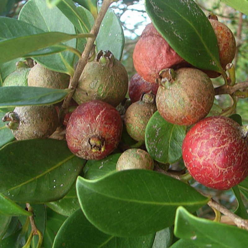 30 Graines De Goyavier - Psidium Guajava - Arbre Fruitier Tropical - SemiSauvage