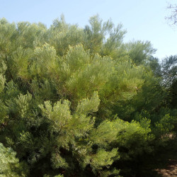 Acacia boormanii de Krzysztof Ziarnek, Kenraiz, CC BY-SA 4.0, via Wikimedia Commons