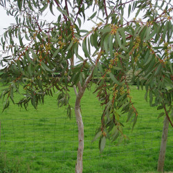 Eucalyptus pauciflora de Amanda Slater, CC BY-SA 2.0, via Wikimedia Commons
