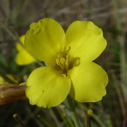 Diplotaxis tenuifolia par Alex Lockton Wikipedia