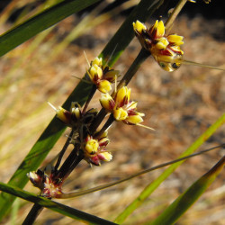 Lomandra longifolia de Stickpen, Public domain, via Wikimedia Commons
