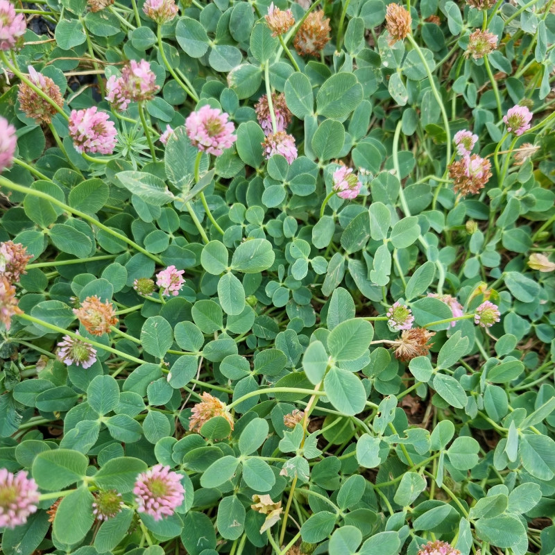 Trifolium fragiferum Semences du Puy