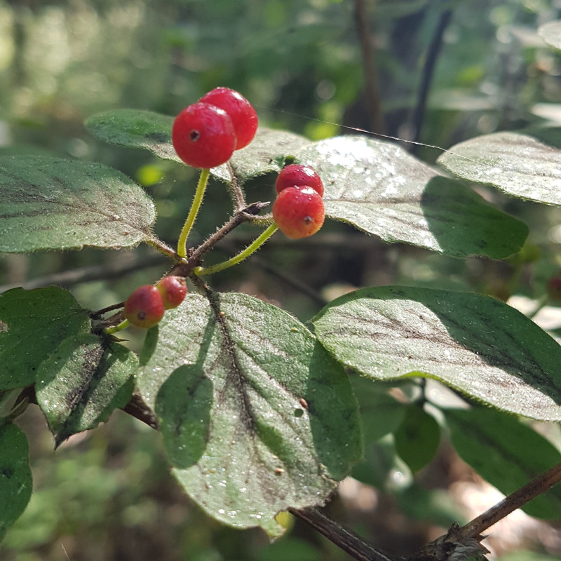 Lonicera xylosteum Semences du Puy