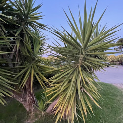 Yucca aloifolia par Semences du Puy