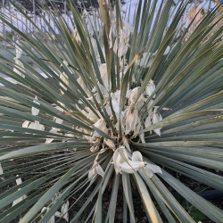 Yucca filamentosa par Semences du Puy