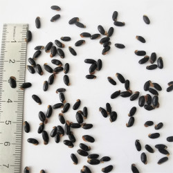 Graines d'Acacia cardiophylla - Semences du Puy