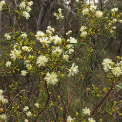 Acacia genistifolia de Donald Hobern from Copenhagen, Denmark, CC BY 2.0, via Wikimedia Commons