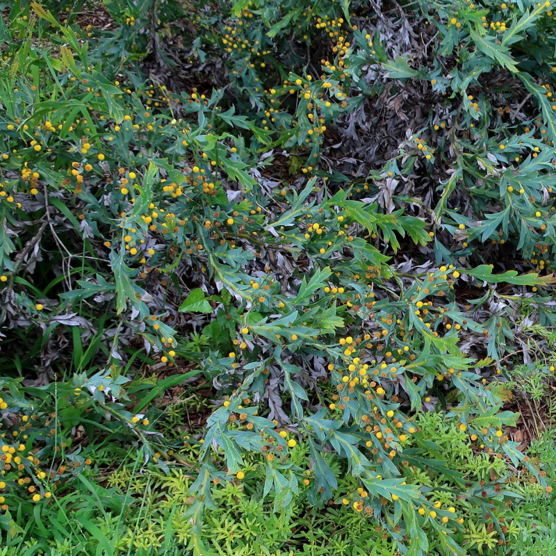 Acacia glaucoptera de cultivar413 from Fallbrook, California, CC BY 2.0, via Wikimedia Commons