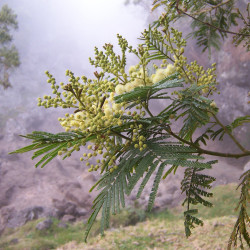 Acacia mearnsi de B.navez, CC BY-SA 3.0 , via Wikimedia Commons