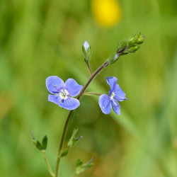 Veronica chamaedrys de Ivar Leidus, CC BY-SA 3.0, via Wikimedia Commons