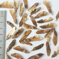 Samare d'Acer cissifolium - Semences du Puy