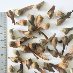 Samare désailé d'Acer maximowiczianum - Semences du Puy