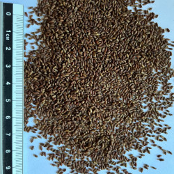Graines de Hesperis matronalis var. albiflora par Semences du Puy