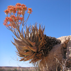 Aloe hereroensis par Harald Süpfle Wikipedia