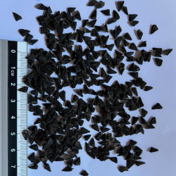 Graines de Banksia coccinea par Semences du Puy