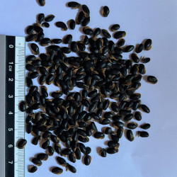 Graines d'Acacia podalyriifolia par Semences du Puy