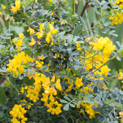 Coronilla valentina glaucac de Daniel VILLAFRUELA, CC BY-SA 4.0, via Wikimedia Commons