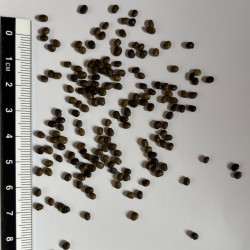 Graines de Glycyrrhiza glabra par Semences du Puy