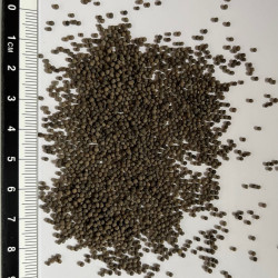 Graines De Pavot De Californie 'California Mix' - Sachet De Semences Pour Massifs Colorés