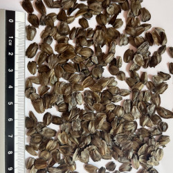 Graines de Silphium perfoliatum par Semences du Puy