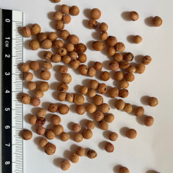Graines de Prunus serotina par Semences du Puy
