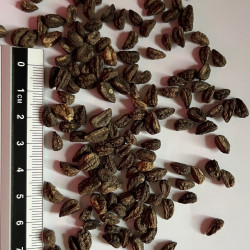 Graines de Tropaeolum peregrinum par Semences du Puy