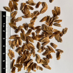 Graines de Calocedrus decurrens par Semences du Puy