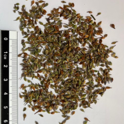 Graines de Clematis heracleifolia par Semences du Puy